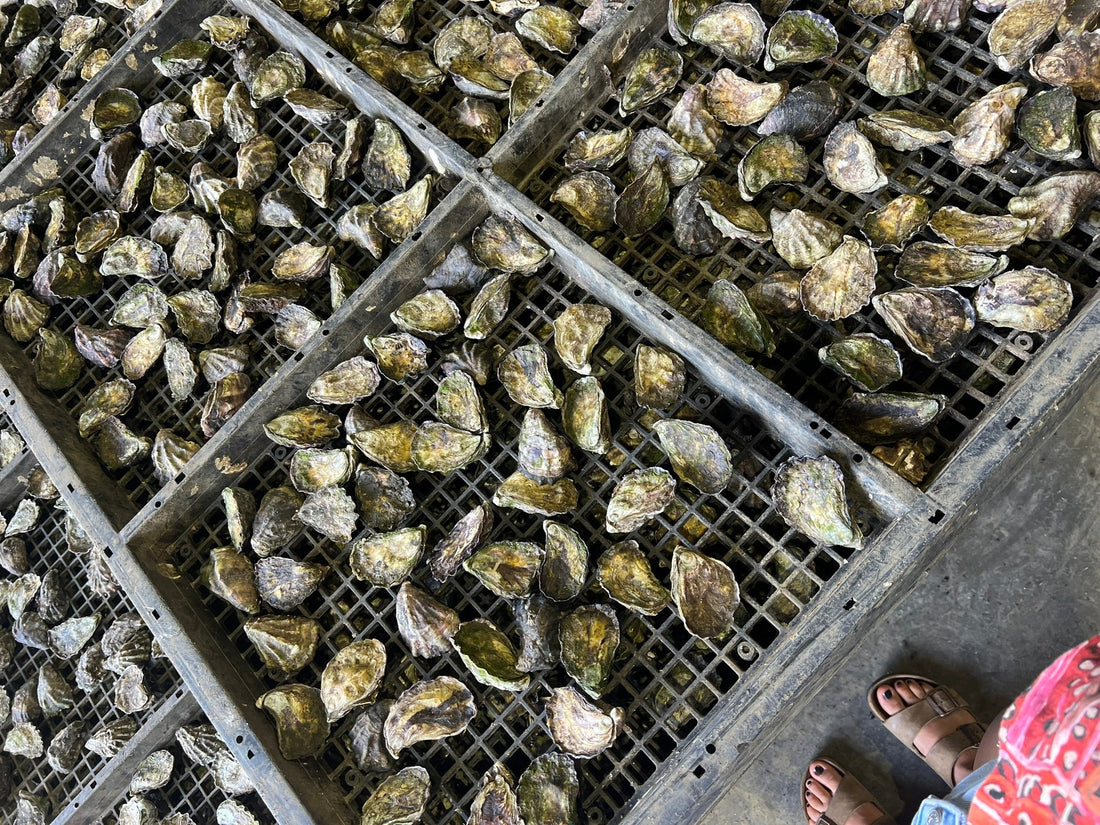 Naming the Oyster